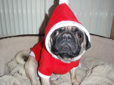 pug santa