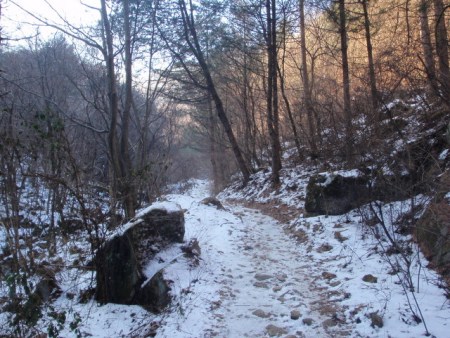 It's all forest tracks.