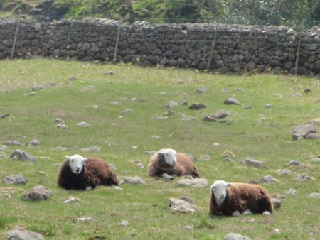Sheep, near Great Gable.