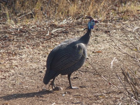 You know what zebras look like, so here's a Guinea Fowl instead.