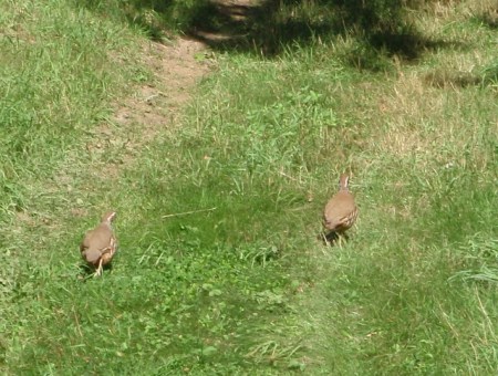 These two tried running away.