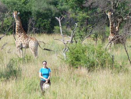 Eight lamps worth of giraffes.