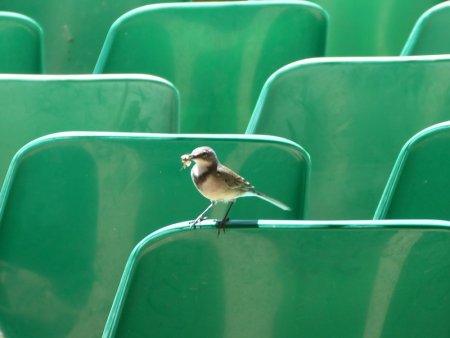 I've no idea what type of bird it was.