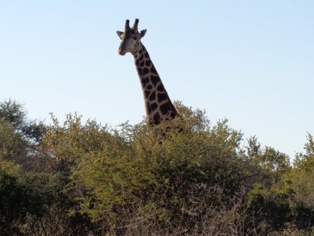 That bush doesn't provide much of a hiding place.