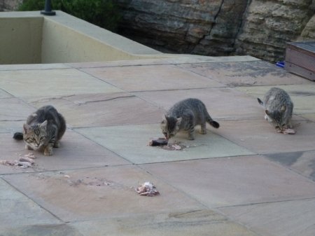 There's four altogether, plus the parents.