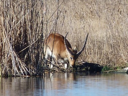 I'd guess at a 'big-horned waterbok'.