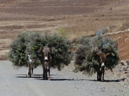Donkeys and bushes.