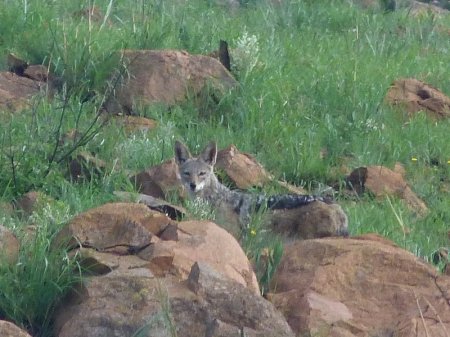 Black-backed Jackal.