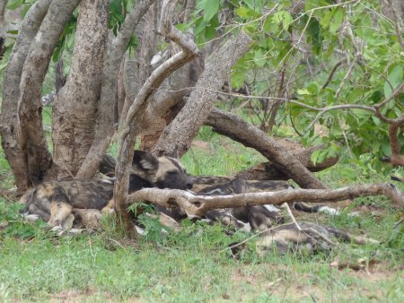 Not as wild as that toddler elephant.