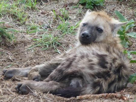 Hyenas just need better PR.