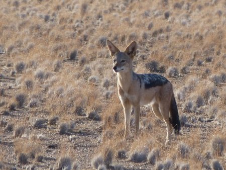 He blends in pretty well.