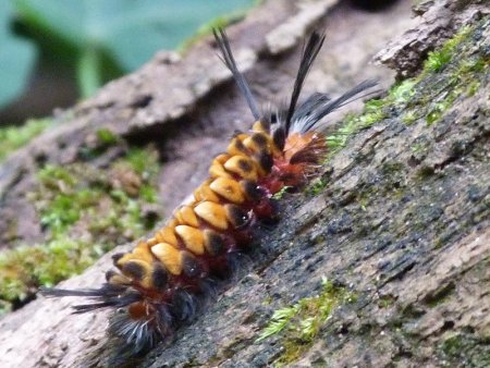 I don't recall seeing anything like this on my Dad's cabbages.