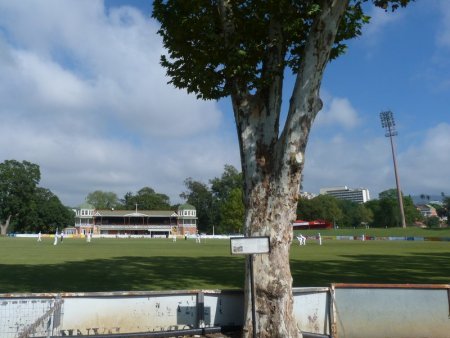 Denis Compton's tree.