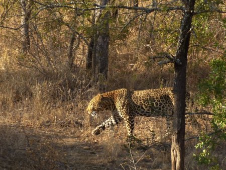 Failing to conceal itself behind a tree.