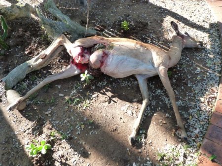 Just like one of those CSI programmes off the telly