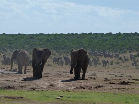 I suppose it is an elephant park.