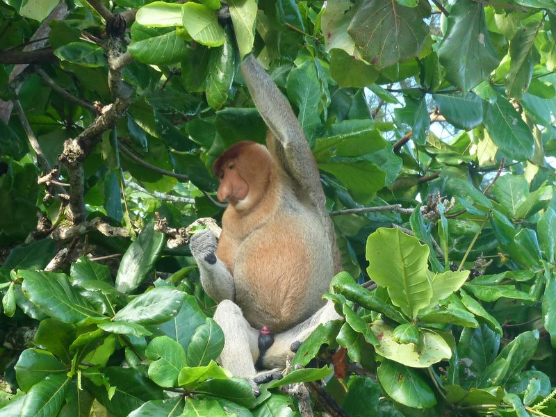 proboscus monkey